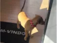 Lola