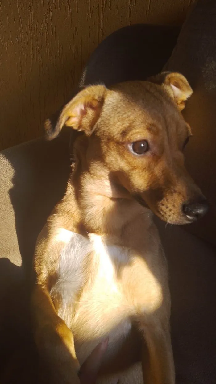 Cachorro ra a SRD-ViraLata idade 7 a 11 meses nome Snoopy e Pandora