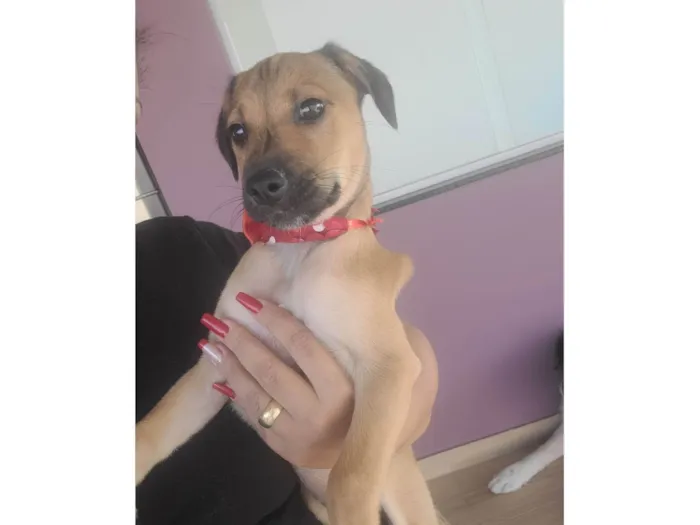 Cachorro raça SRD-ViraLata idade 2 a 6 meses nome Lola