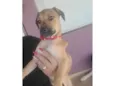 Lola