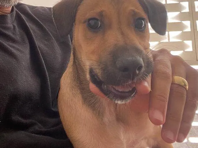 Cachorro raça SRD-ViraLata idade 2 a 6 meses nome Lola