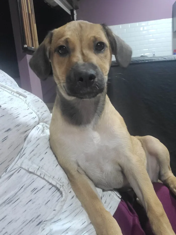 Cachorro raça SRD-ViraLata idade 2 a 6 meses nome Lola