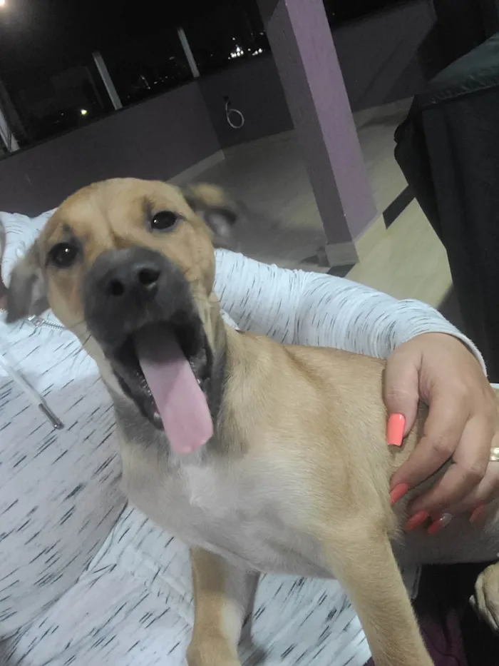 Cachorro raça SRD-ViraLata idade 2 a 6 meses nome Lola