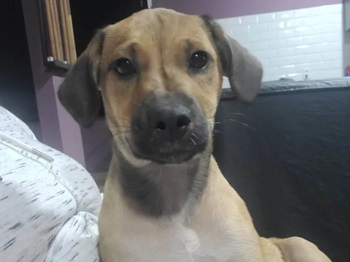 Cachorro raça SRD-ViraLata idade 2 a 6 meses nome Lola