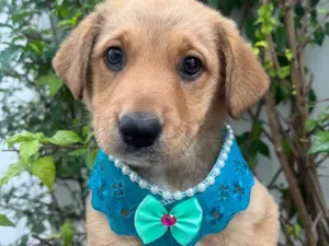 Cachorro raça SRD-ViraLata idade 2 a 6 meses nome Lizzie