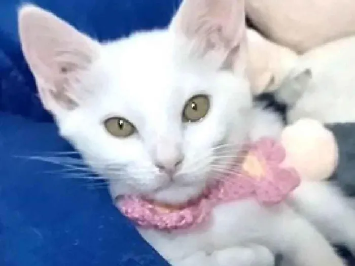 Gato ra a SRD-ViraLata idade 2 a 6 meses nome Ravena