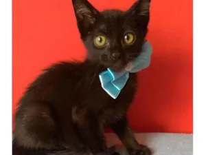 Gato raça srd idade 2 a 6 meses nome OMAR