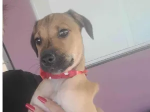 Cachorro raça SRD-ViraLata idade 2 a 6 meses nome Lola