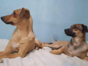 Cachorro raça SRD-ViraLata idade 7 a 11 meses nome Snoopy e Pandora