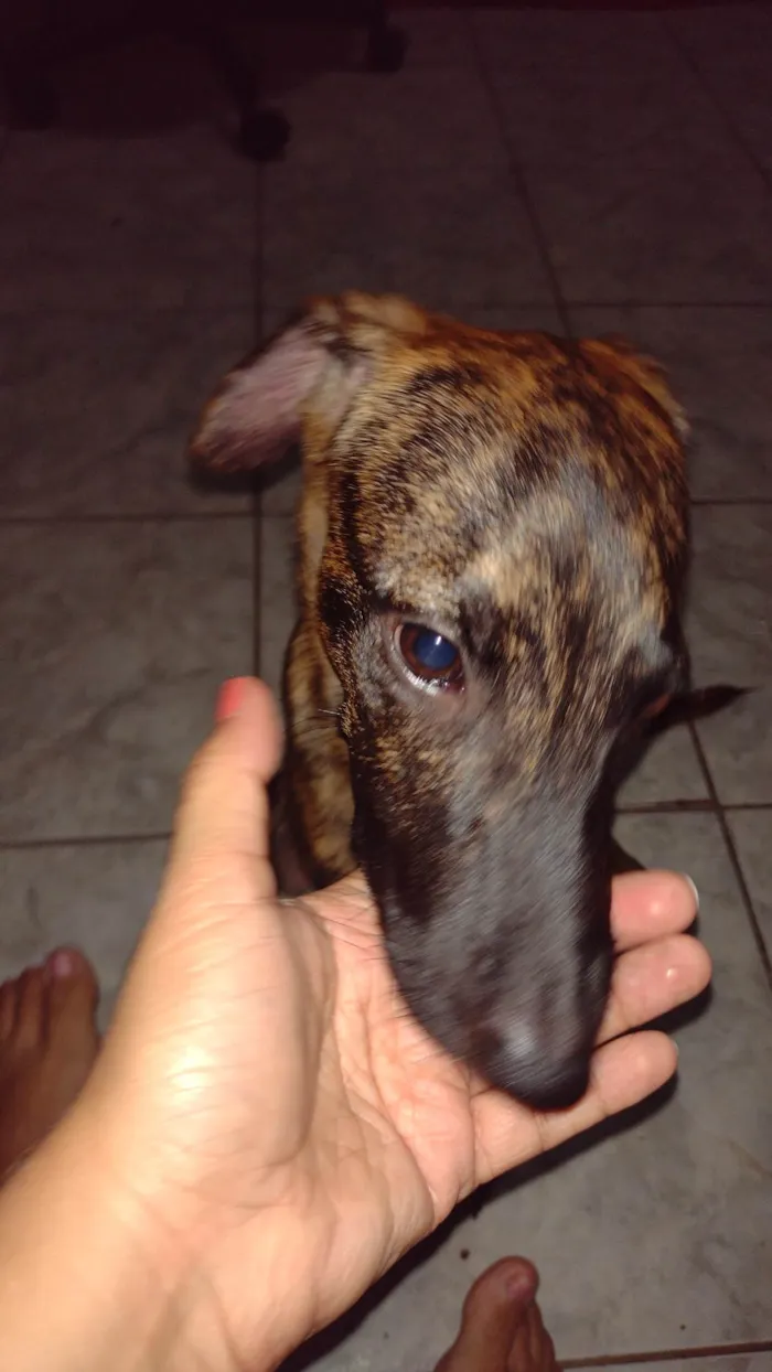 Cachorro ra a Viralata idade 2 a 6 meses nome Joao