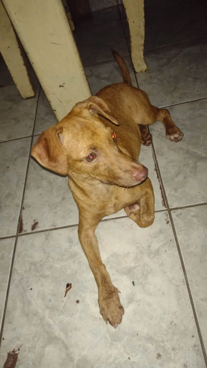 Cachorro ra a Pinscher misturado com viralata idade 2 a 6 meses nome Galileia