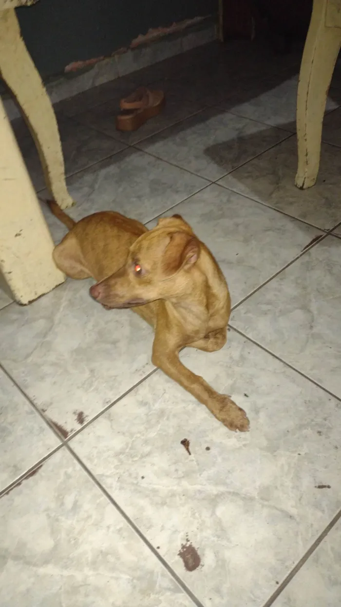 Cachorro ra a Pinscher misturado com viralata idade 2 a 6 meses nome Galileia