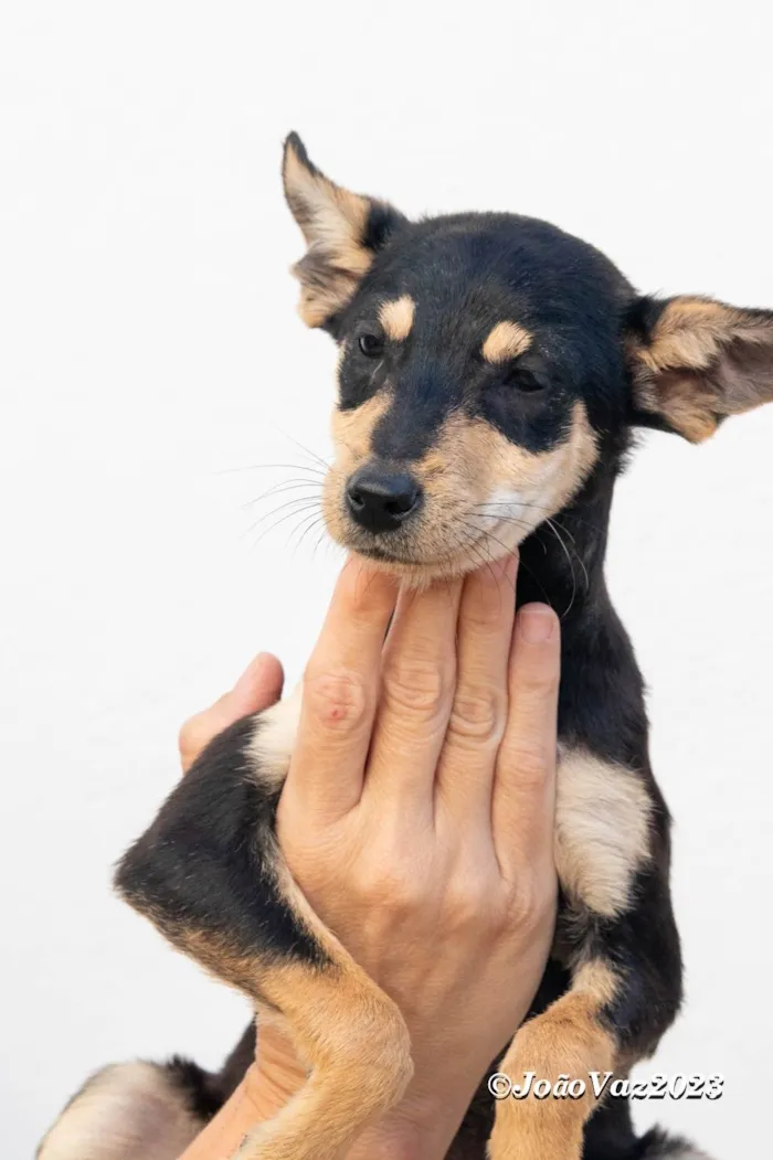 Cachorro raça SRD-ViraLata idade 2 a 6 meses nome TEFI