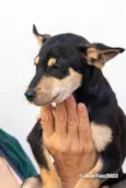 Cachorro raça SRD-ViraLata idade 2 a 6 meses nome TEFI