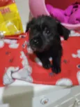 Cachorro raça SRD-ViraLata idade Abaixo de 2 meses nome BUBA