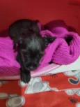 Cachorro raça SRD-ViraLata idade Abaixo de 2 meses nome BART