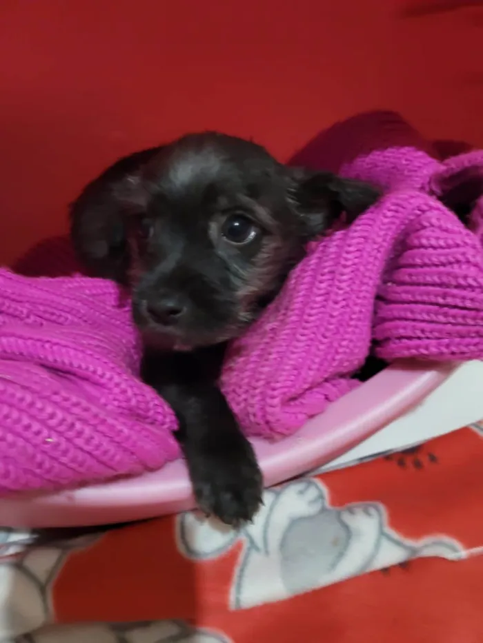 Cachorro raça SRD-ViraLata idade Abaixo de 2 meses nome BART