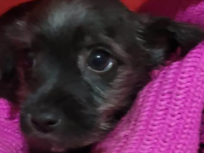 Cachorro raça SRD-ViraLata idade Abaixo de 2 meses nome BART