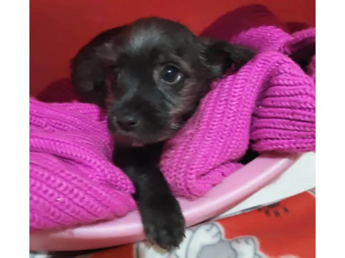 Cachorro raça SRD-ViraLata idade Abaixo de 2 meses nome BART