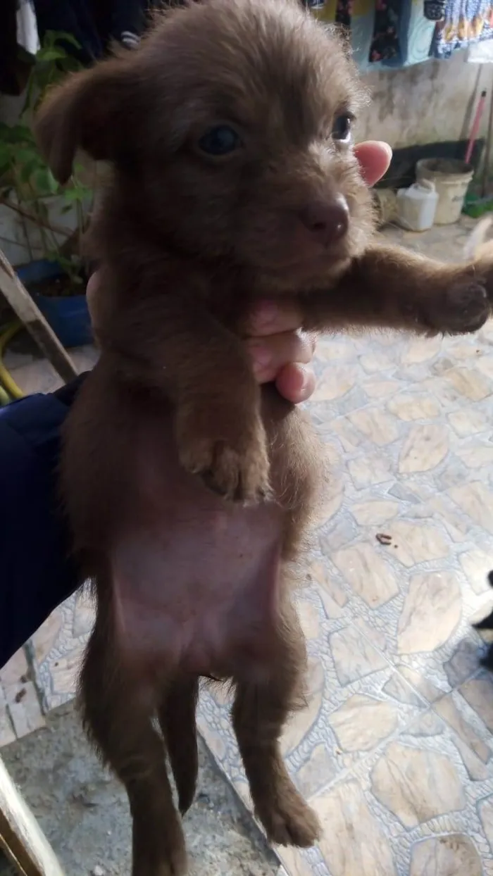 Cachorro raça SRD-ViraLata idade Abaixo de 2 meses nome BIA