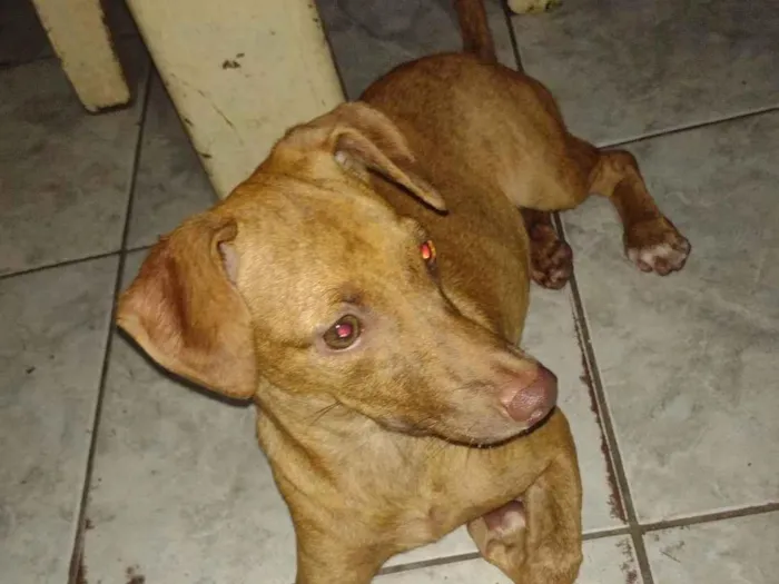 Cachorro ra a Pinscher misturado com viralata idade 2 a 6 meses nome Galileia