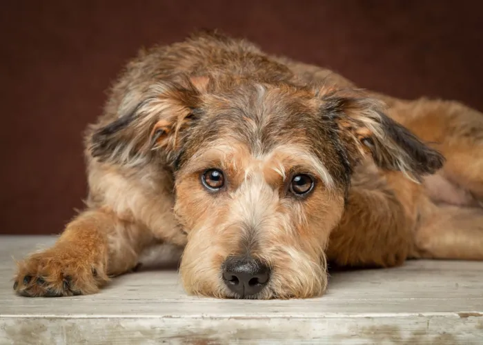 Cachorro ra a SRD idade 1 ano nome Pietra