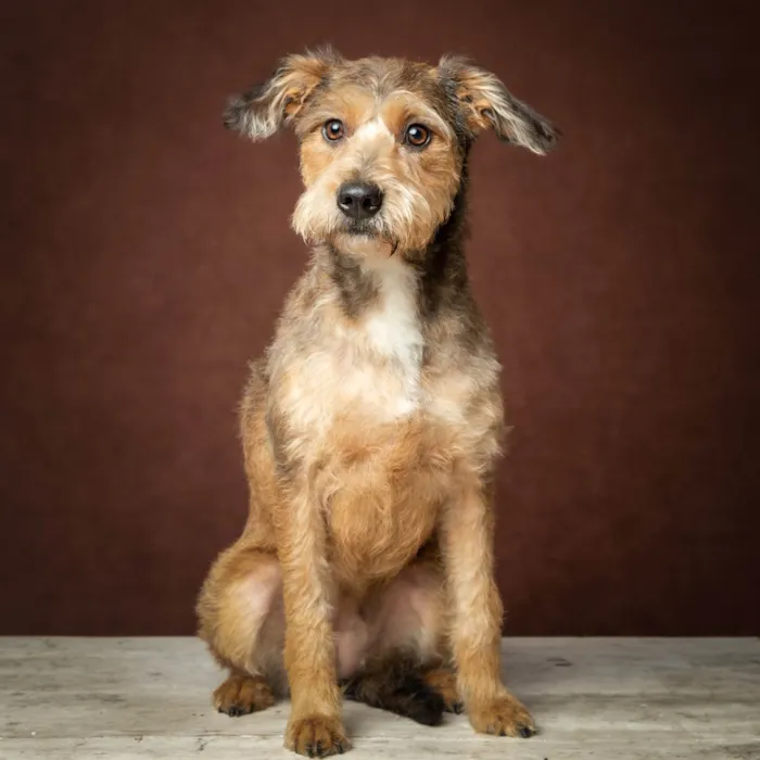 Cachorro ra a SRD idade 1 ano nome Pietra