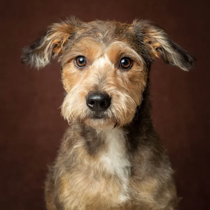 Cachorro ra a SRD idade 1 ano nome Pietra