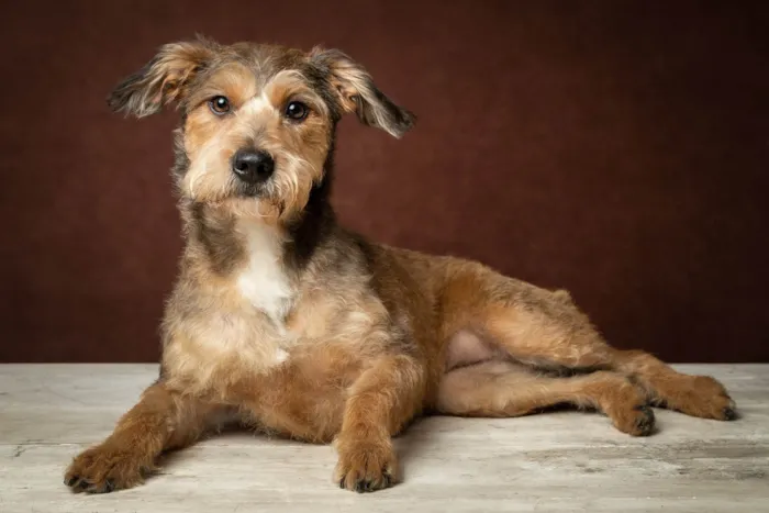Cachorro ra a SRD idade 1 ano nome Pietra
