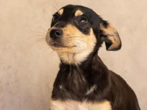 Cachorro raça SRD-ViraLata idade 2 a 6 meses nome TEFI