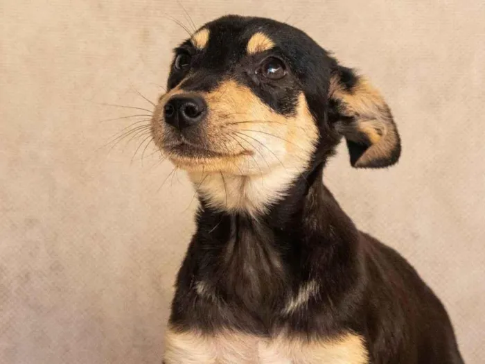 Cachorro raça SRD-ViraLata idade 2 a 6 meses nome TEFI