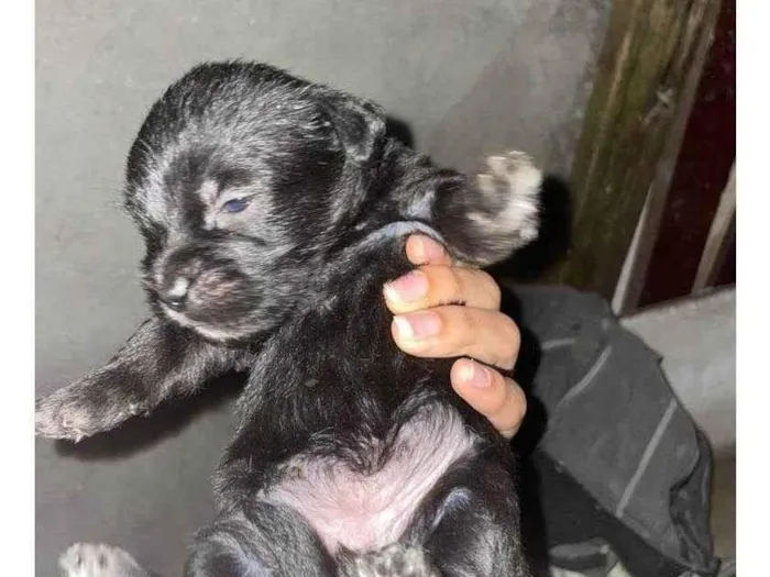 Cachorro raça SRD-ViraLata idade Abaixo de 2 meses nome BUBA