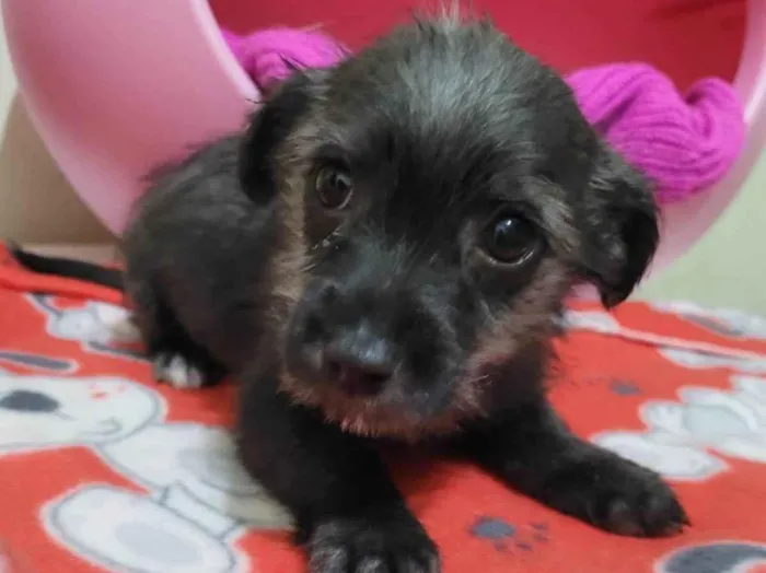 Cachorro raça SRD-ViraLata idade Abaixo de 2 meses nome BART