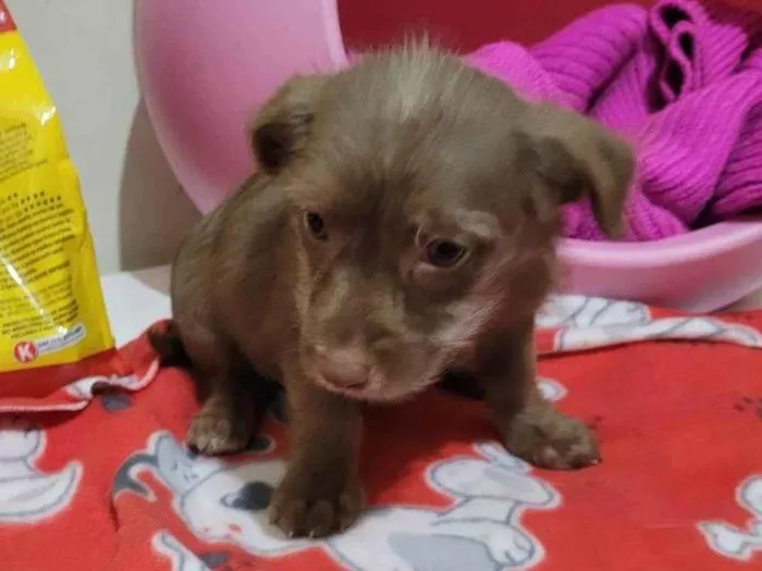 Cachorro raça SRD-ViraLata idade Abaixo de 2 meses nome BIA