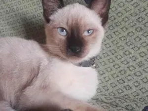 Gato raça Siamês idade 7 a 11 meses nome Ainda não tem