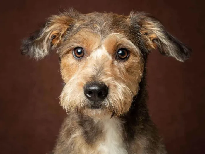 Cachorro ra a SRD idade 1 ano nome Pietra