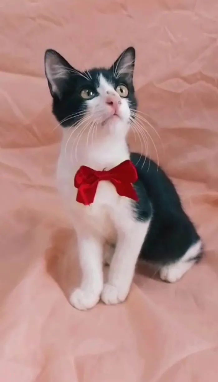 Gato ra a  idade 2 a 6 meses nome Príncipe. 
