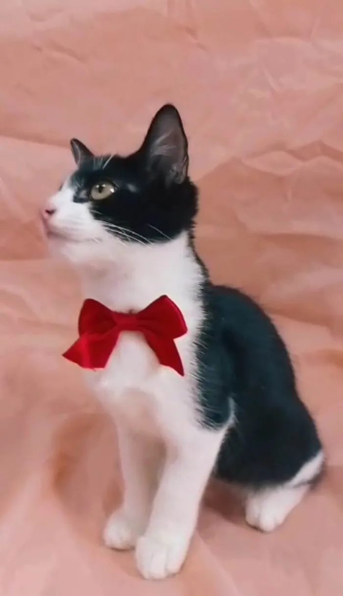 Gato ra a  idade 2 a 6 meses nome Príncipe. 