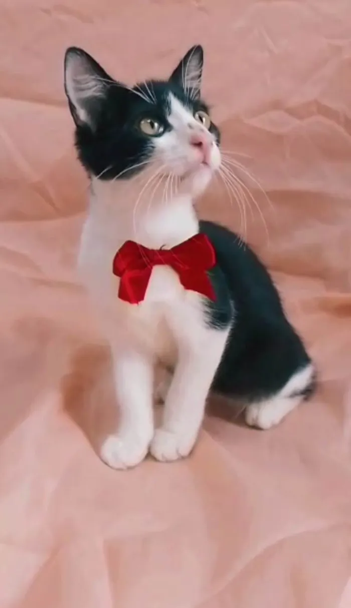 Gato ra a  idade 2 a 6 meses nome Príncipe. 