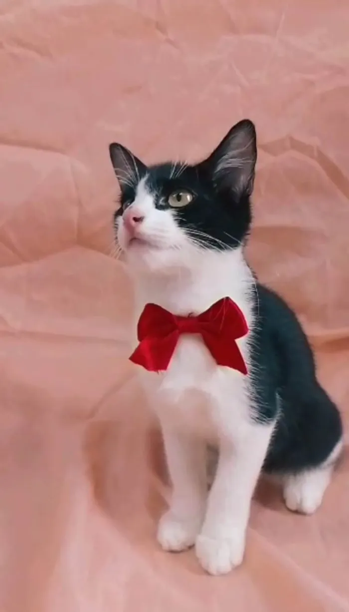 Gato ra a  idade 2 a 6 meses nome Príncipe. 