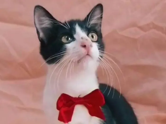 Gato ra a  idade 2 a 6 meses nome Príncipe. 