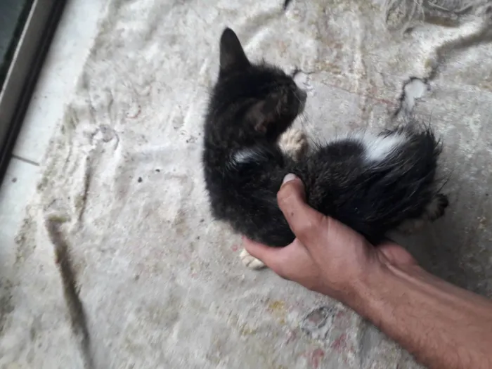 Gato ra a Raça indefinida. idade Abaixo de 2 meses nome Sem nome.