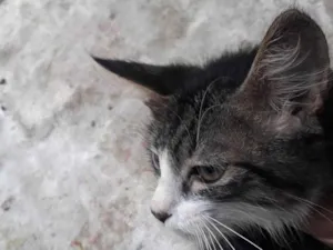 Gato raça Raça indefinida. idade Abaixo de 2 meses nome Sem nome.