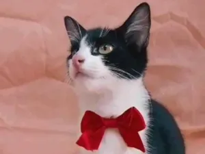 Gato raça  idade 2 a 6 meses nome Príncipe. 