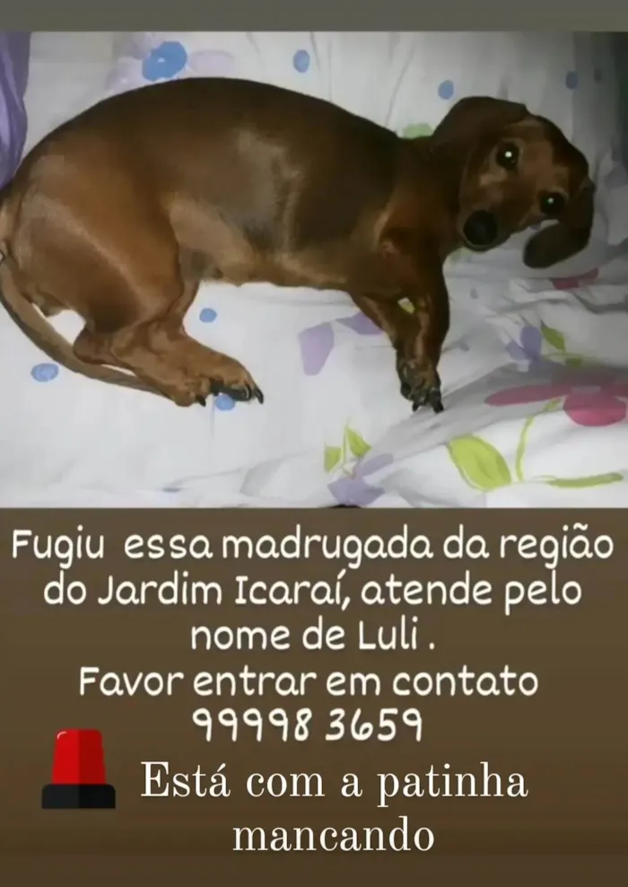 Cachorro ra a Dachshound idade 6 ou mais anos nome Luli