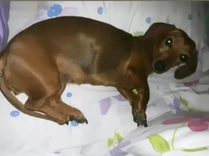 Cachorro ra a Dachshound idade 6 ou mais anos nome Luli