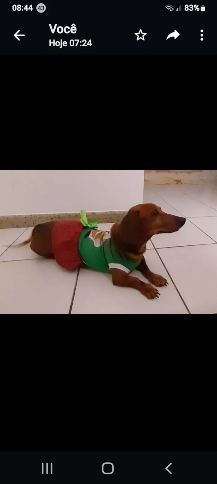 Cachorro ra a Dachshound idade 6 ou mais anos nome Luli