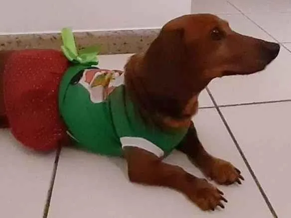 Cachorro ra a Dachshound idade 6 ou mais anos nome Luli