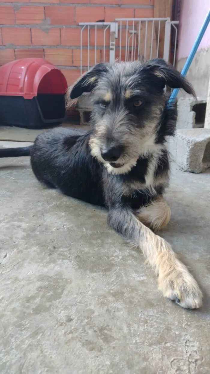 Cachorro ra a Tomba lata  idade 1 ano nome Sam