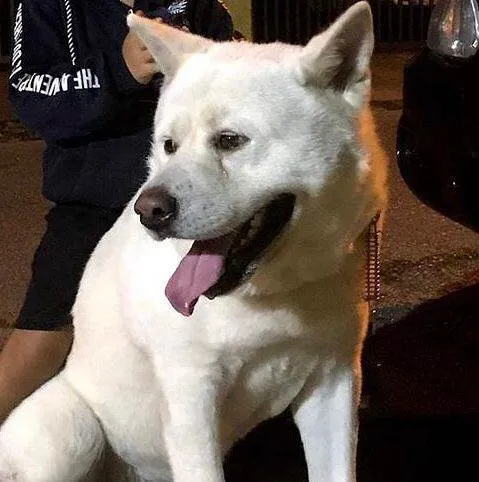 Cachorro ra a SRD-ViraLata idade 4 anos nome Urso